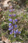 Sundial lupine